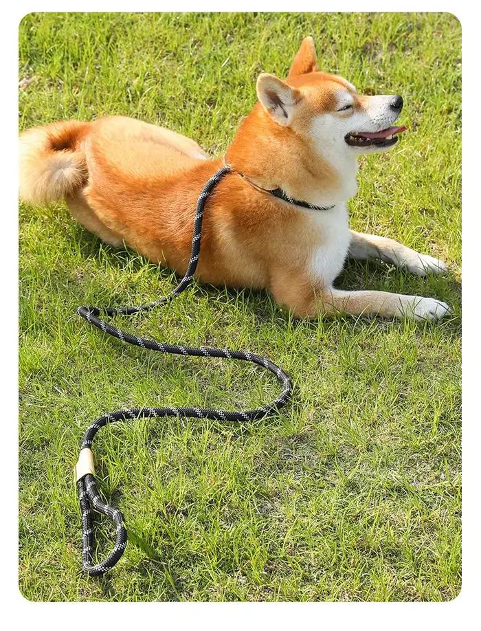 Laisse de dressage pour chien 5/6 pieds