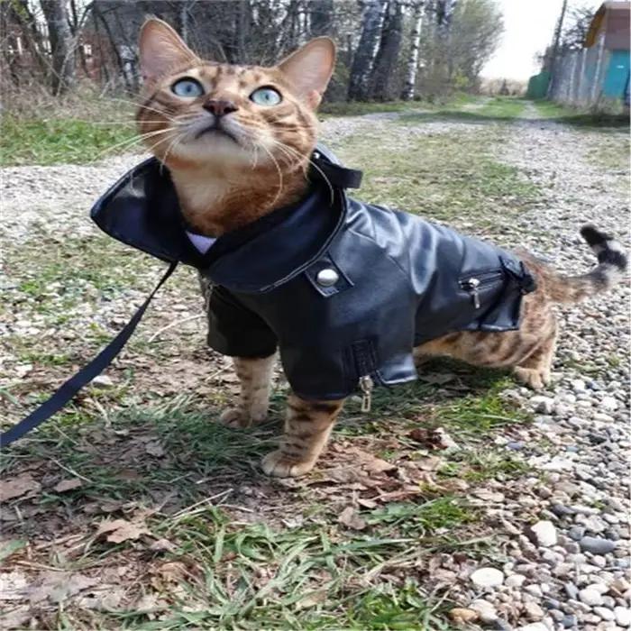 Manteau pour chien motif aigle magnifique