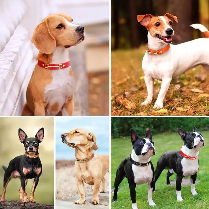 Collier en cuir véritable pour animaux de compagnie