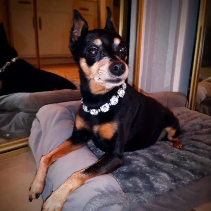 Collier de mariage en biscuits Bling pour petits et moyens chiens et chiots