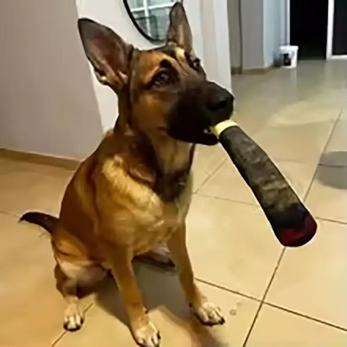 Jouets interactifs amusants pour chiens