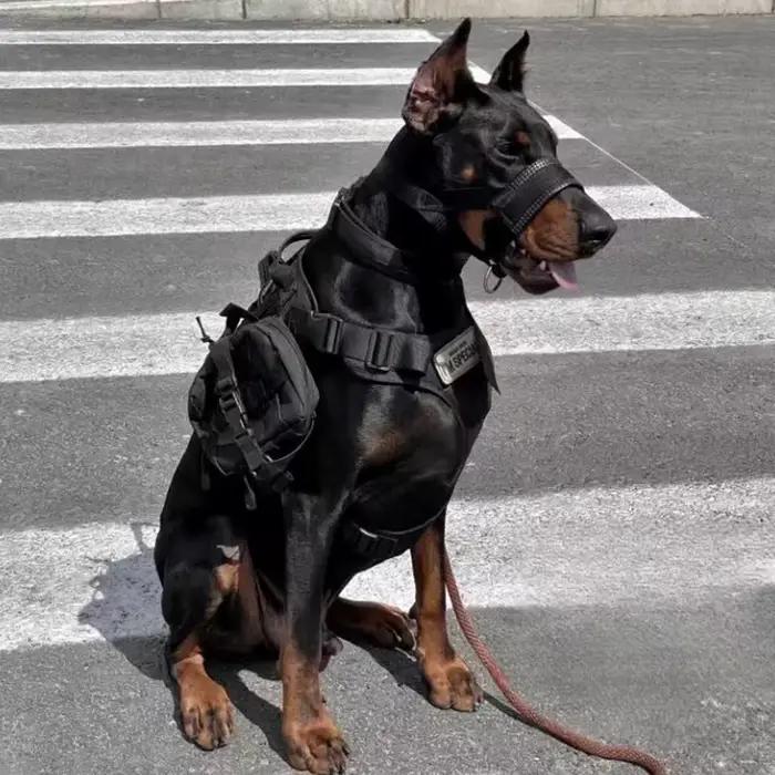 Muselière pour chien Anti-morsure et Anti-aboiement
