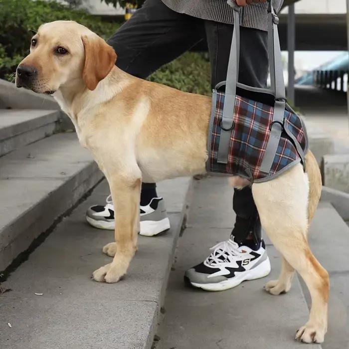 Harnais de soutien réglable pour chien
