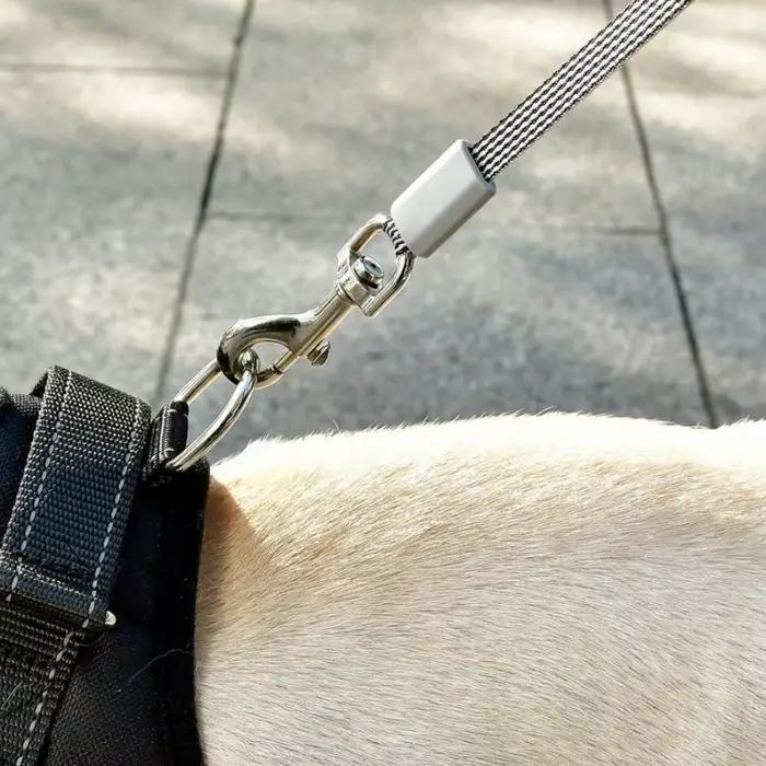 Laisse de marche Flexible pour chien