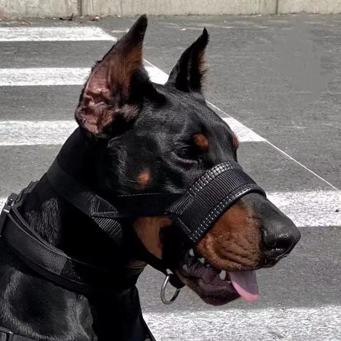 Muselière pour chien Anti-morsure et Anti-aboiement