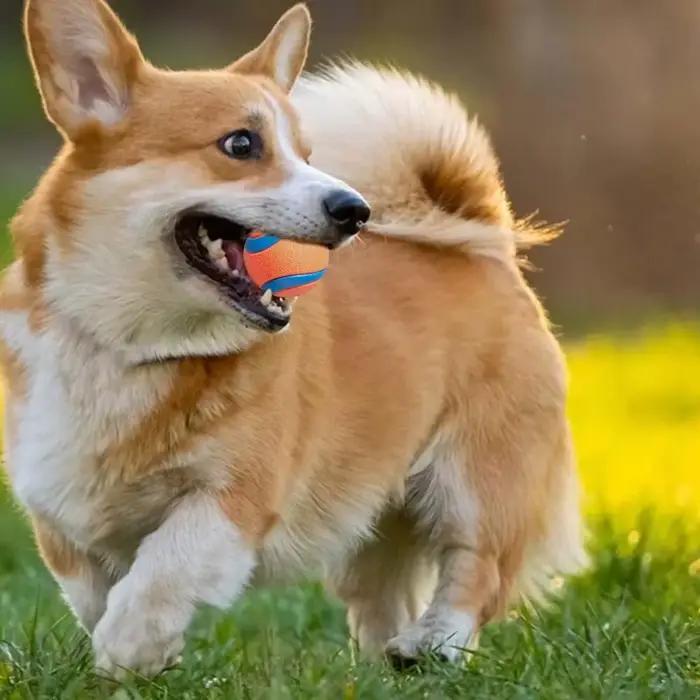 Balle de jouet pour chien