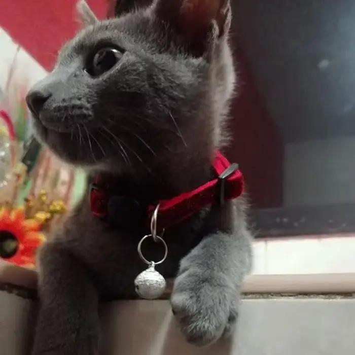 Collier pour chat