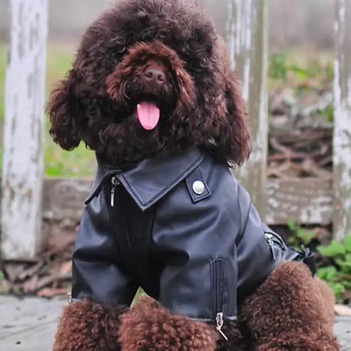 Manteau pour chien motif aigle magnifique