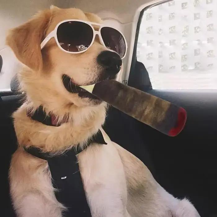 Jouets interactifs amusants pour chiens