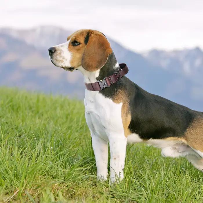 Collier de chien en cuir véritable souple