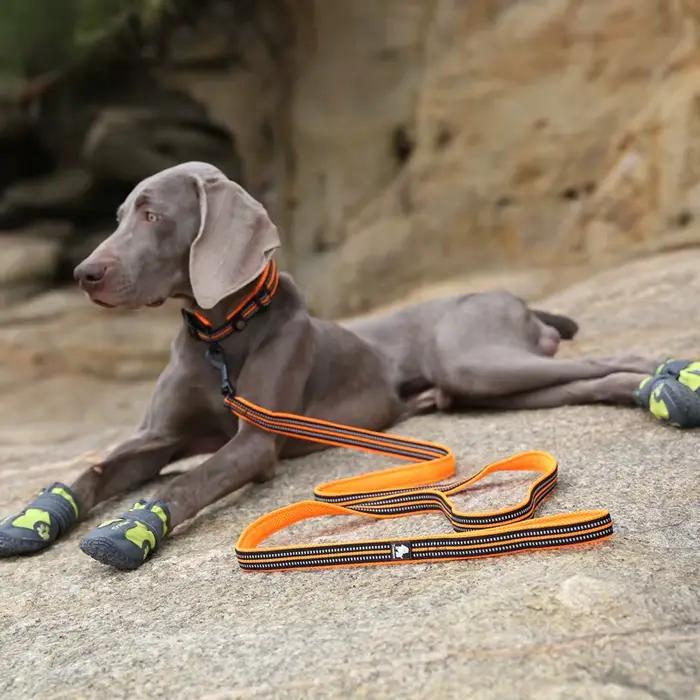 Winhyepet laisse pour chien en nylon avec poignée rembourrée confortable