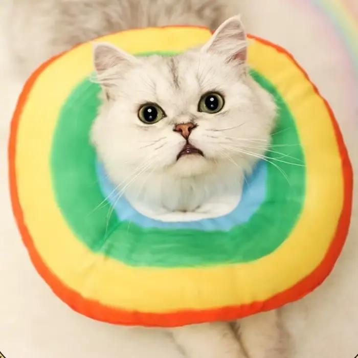 Collier élisabéthain réglable pour chat