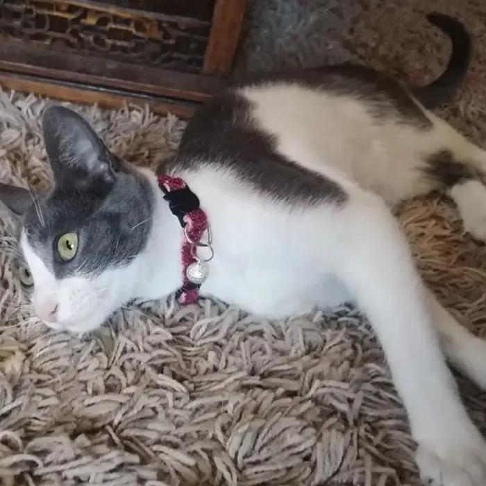 Collier pour chat