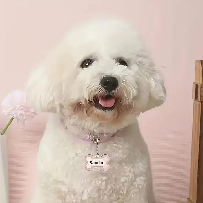 Collier pour chien gravé avec nom et numéro de téléphone