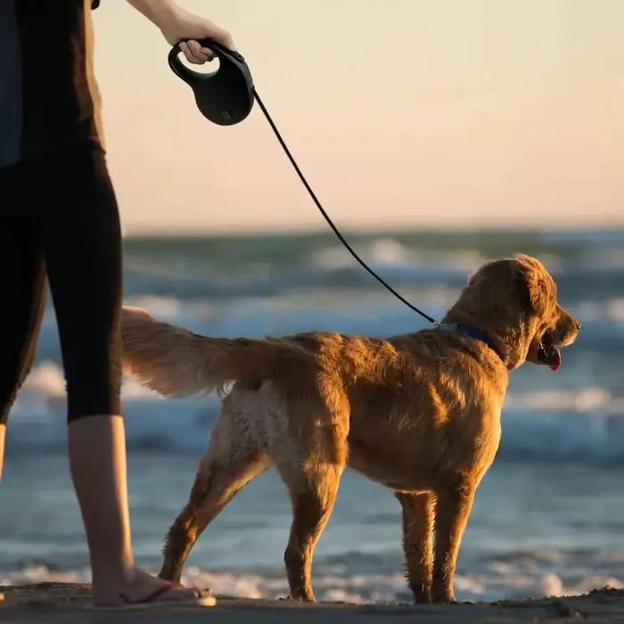 Collier de Roulette rétractable pour chien