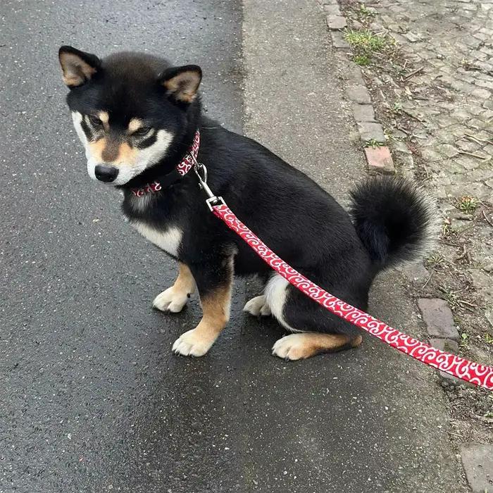 Collier pour chien de taille moyenne à grande