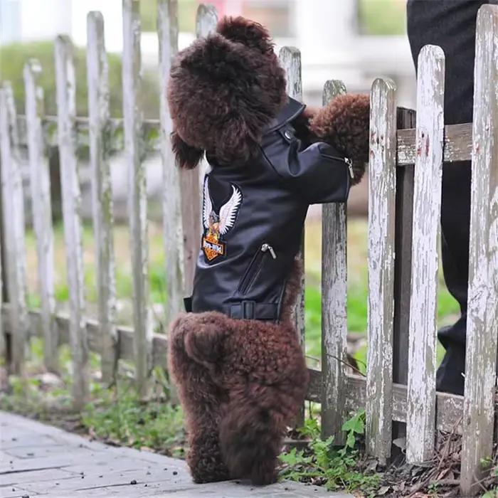 Manteau pour chien motif aigle magnifique