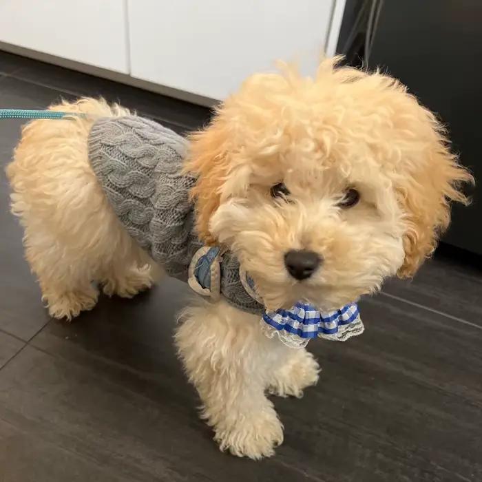 Vêtements tricotés pour chiens Chihuahua pull pour petits