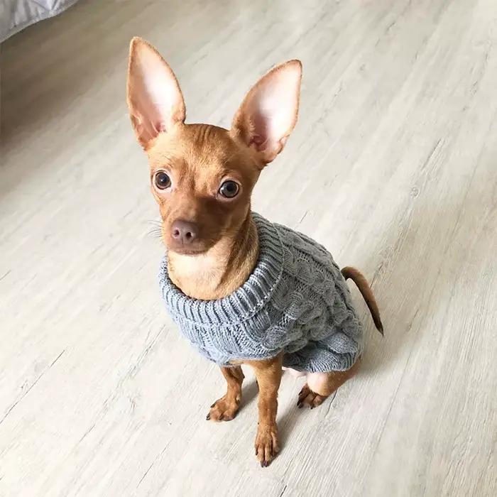 Vêtements tricotés pour chiens Chihuahua pull pour petits