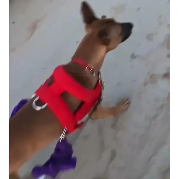 Harnais d'entraînement pour chien en métal à double boucle