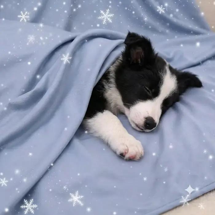 Couverture rafraîchissante d'été pour chiens et chats